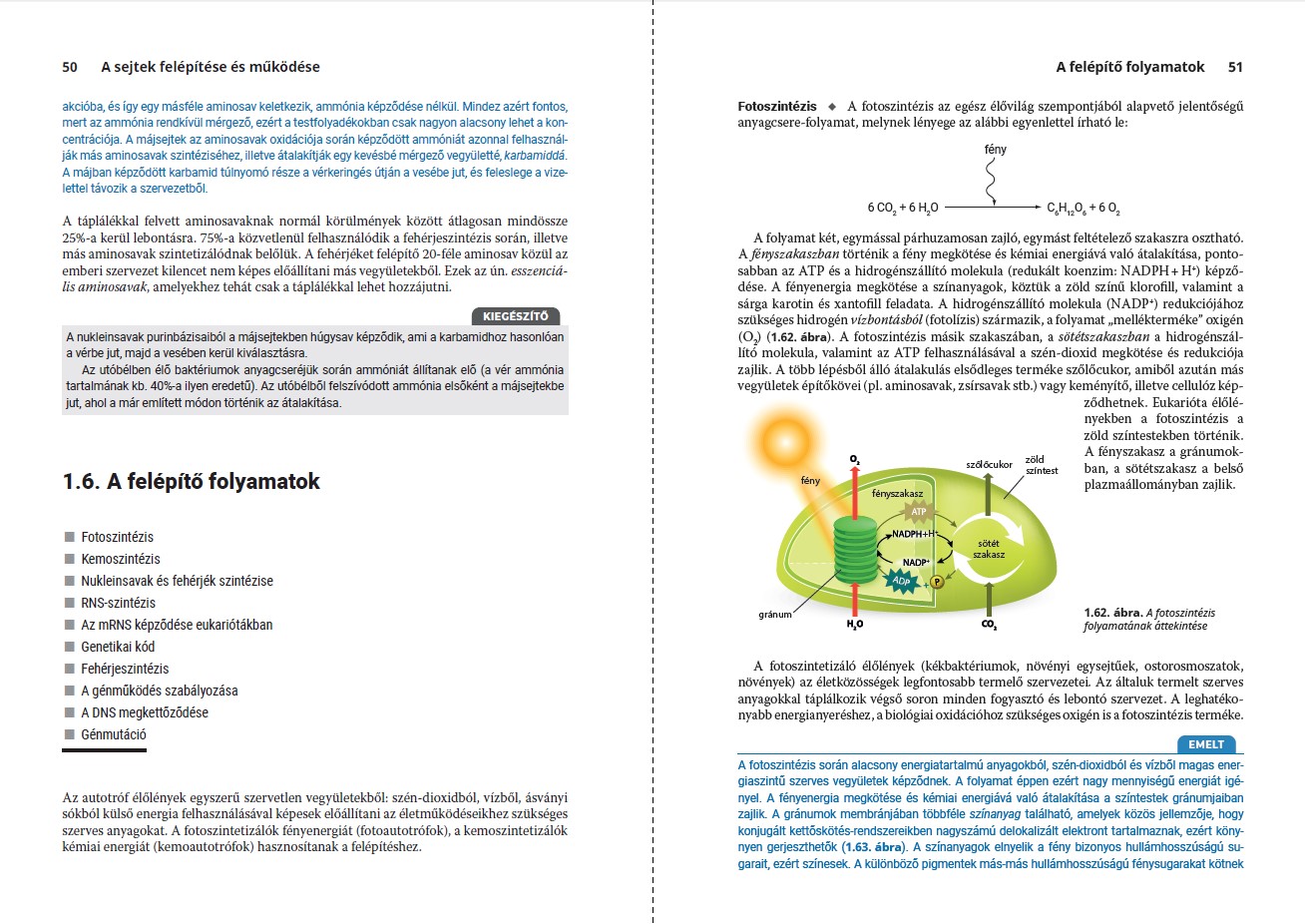 Panemsuli - biol�gia oldalp�r